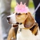 thumbnail image 3 of KAKOWELY Sombrero de perro para fiesta de cumpleaños, corona, sombrero de cumpleaños para gato, disfraz de mascota para fiesta de cumpleaños, tocado para perro, 3 of 5