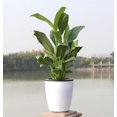 thumbnail image 2 of Self-Watering Flower Pot - Absorbent Plastic Planter for Indoor Plants, Easy to Use and Maintain, 2 of 8