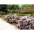 thumbnail image 3 of Azalea George Tabor - 40 Live Plants - Light Orchid/White Flowering Rhododendron, 3 of 9