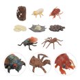 thumbnail image 3 of 2 Ensembles de Modèles de Cercle de Croissance d'Insectes d'Imitation pour la Cognition des Enfants, 3 of 8