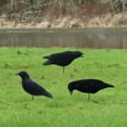 thumbnail image 5 of Final Approach Last Pass Fully Flocked Crow Decoys, Pack of 3, 5 of 5