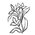 thumbnail image 3 of Vess, June Erica 15x18 Black Modern Framed Museum Art Print Titled - Jonquil Gesture II, 3 of 5