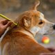thumbnail image 3 of Herramienta de eliminación de garrapatas para perros, gatos y humanos, removedor de garrapatas ultra seguro, elimina toda la cabeza y el cuerpo, removedor de garrapatas sin dolor, productos de control de garrapatas sin químicos, paquete de 3 MFZFUKR 220635-2, 3 of 8