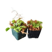 9GreenBox - Venus Flytrap - Fly Trap - (Dionaea Muscipula) Carnivorous Plant - 2 Pack