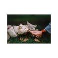 thumbnail image 5 of Full Life Gatos Adultos 1.3 kg + Churu Snack Salmon y Atun 14 g (4 Pzas.), 5 of 5