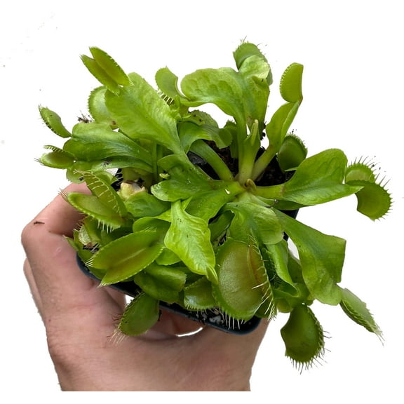 Venus Fly Trap Plant - CARNIVOROUS - Dionaea - 3" Pot