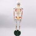 thumbnail image 4 of Modelo de esqueleto humano de tamaño real de 33 ", juguete de aprendizaje temprano de cuerpo entero de 85cm, brazos y piernas extraíbles para en, 4 of 7