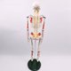 thumbnail image 4 of Mini modelo de esqueleto humano con soporte de metal de 33" de altura con brazos y piernas removibles, inserción muscular pintada y numerada y puntos, 4 of 7