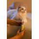thumbnail image 5 of CHAO Accesorios para el cuidado de perros amarillos, amoladora de uñas para mascotas, cortauñas eléctrica silenciosa recargable para gatos, 5 of 5