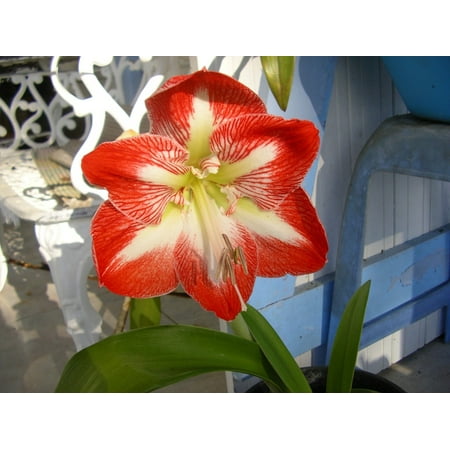 - Canvas Print Martinique Red Amaryllis Flower Stretched Canvas 10 x 14