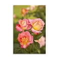 thumbnail image 2 of Gango Home Decor Rose Garden II by Karyn Millet (Printed on Paper); One 24x36in Fine Art Paper Giclee Print, 2 of 4