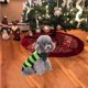 thumbnail image 4 of Suéter festivo para perros de Navidad compatible con cachorros de perros pequeños, lindo regalo de Navidad compatible con cachorros y gatitos, 4 of 5
