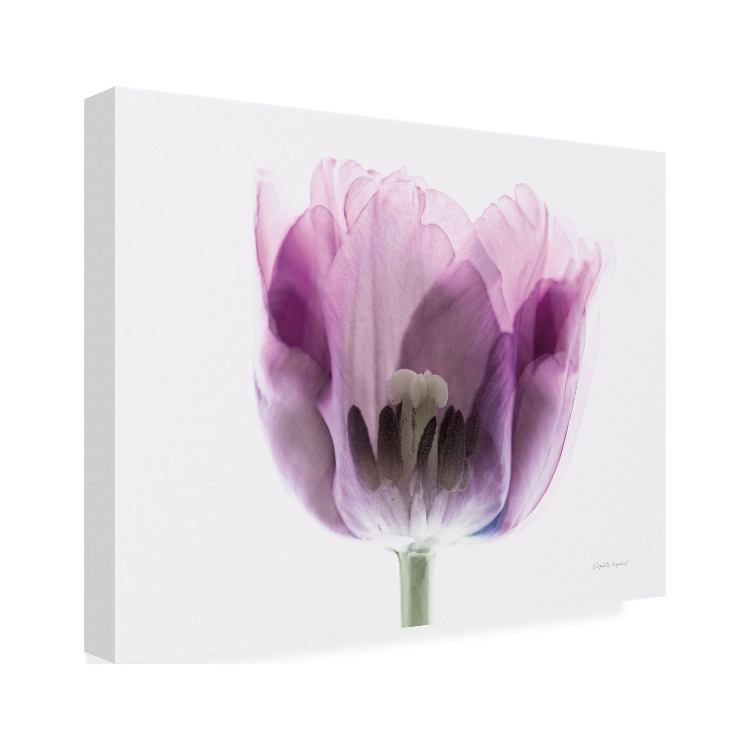 Elizabeth Urquhart 'Inside Out II' Canvas Art