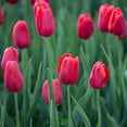 thumbnail image 5 of Easy to Grow Tulip Ruby Prince 10 Plant Bulbs Single Group, Spring Zones 3-8, 5 of 9