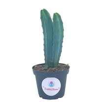 Blue Myrtle-Cactus, Myrtillocactus Geometrizans, Blue Candle Stick Cactus, in 4 inch Pot, Long Well Rooted & Healthy