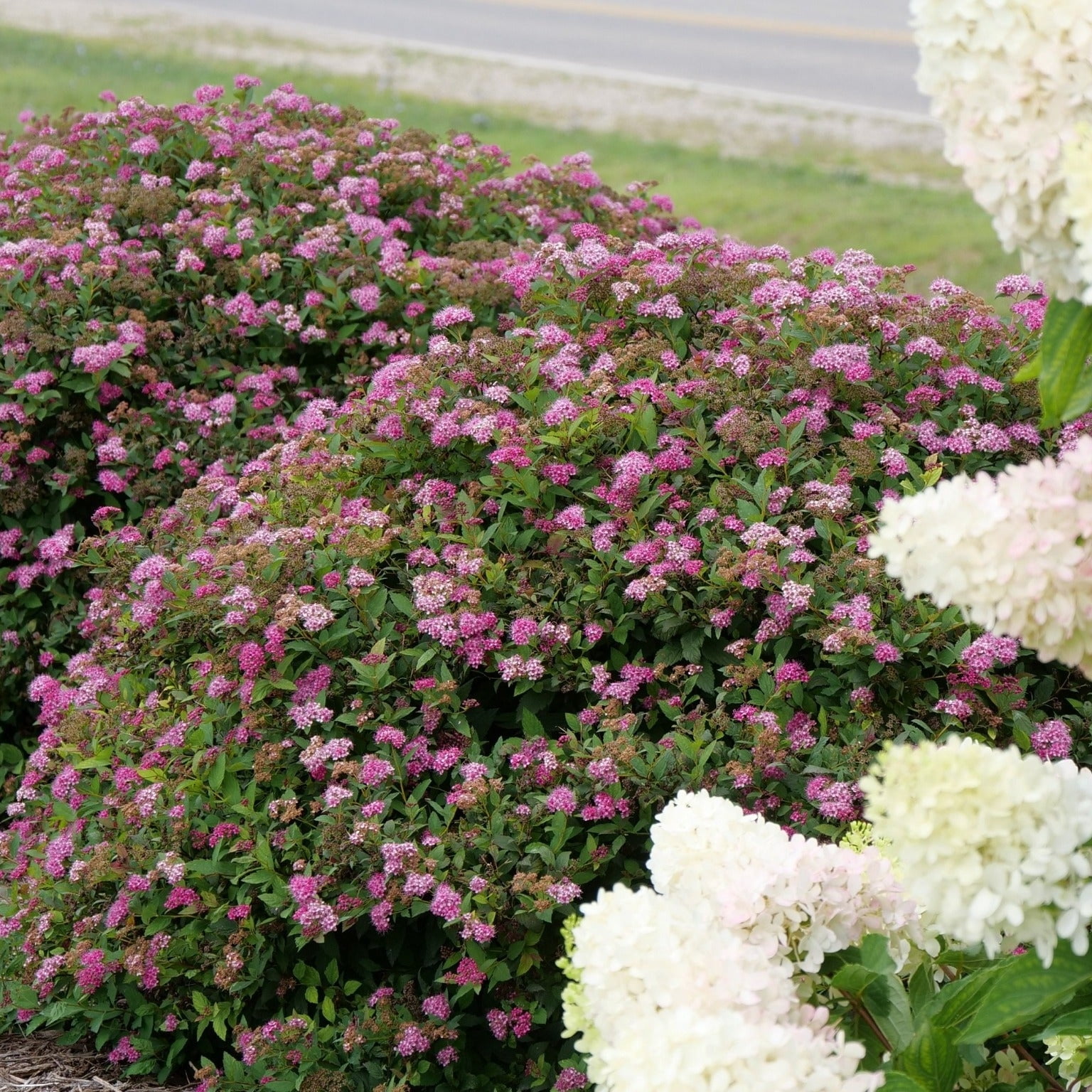 Proven Winners ColorChoice 5" Red Double Play Doozie Spirea Live Plant in 4.5" Pot (4 Count)