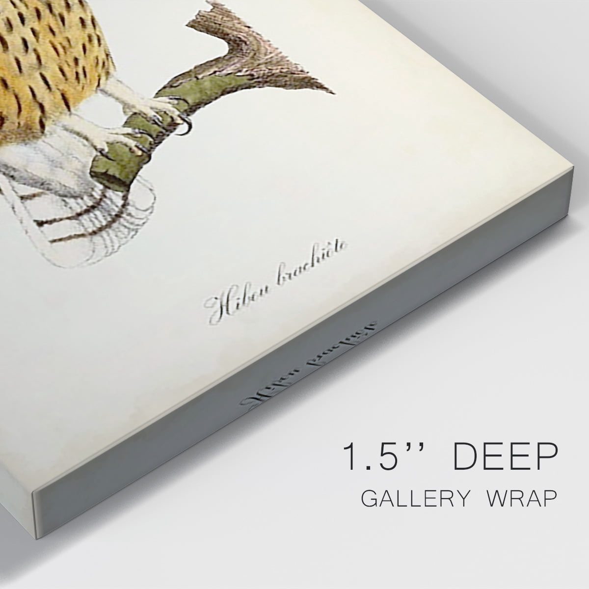 French Owls II Premium Gallery Wrapped Canvas - Ready to Hang