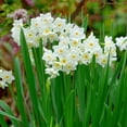 thumbnail image 6 of Paperwhite Fragrant Daffodils,  9 Bulbs - White Narcissus Flowers - Attracts Bees & Butterflies - Spring Blooming, Easy to Grow & Maintain, 6 of 7