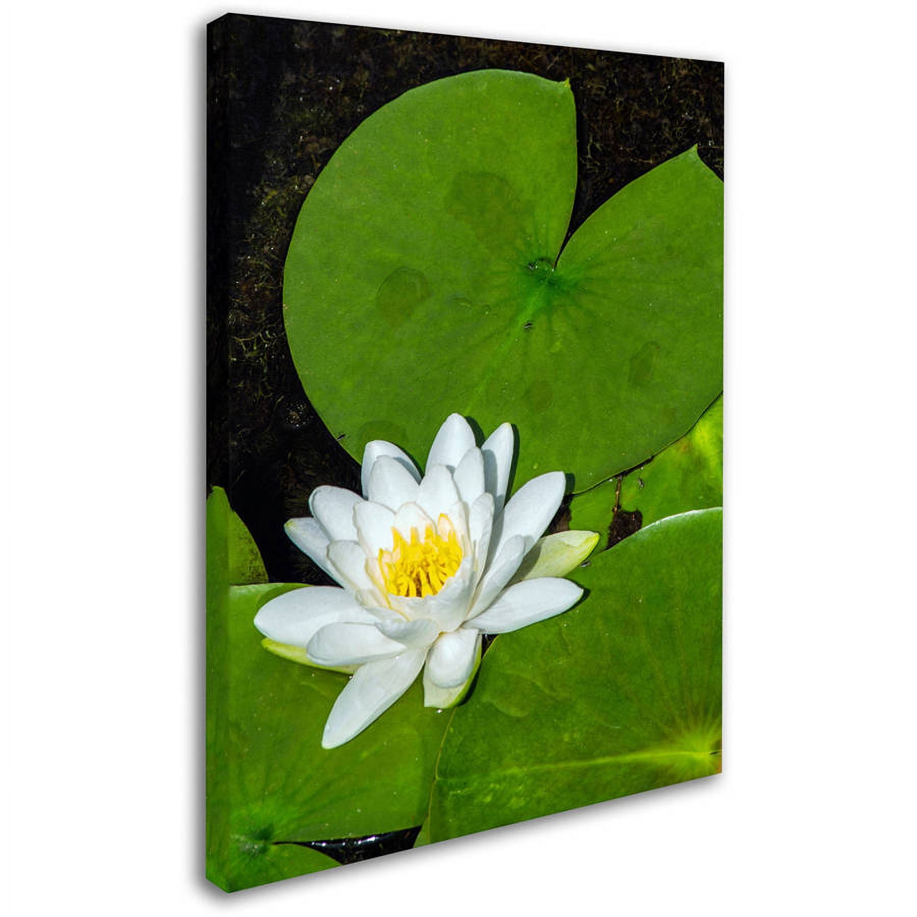 Trademark Fine Art "White Lotus" Canvas Art by Kurt Shaffer