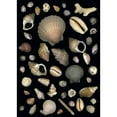 thumbnail image 2 of Various Sea Shells Poster Print, 2 of 2