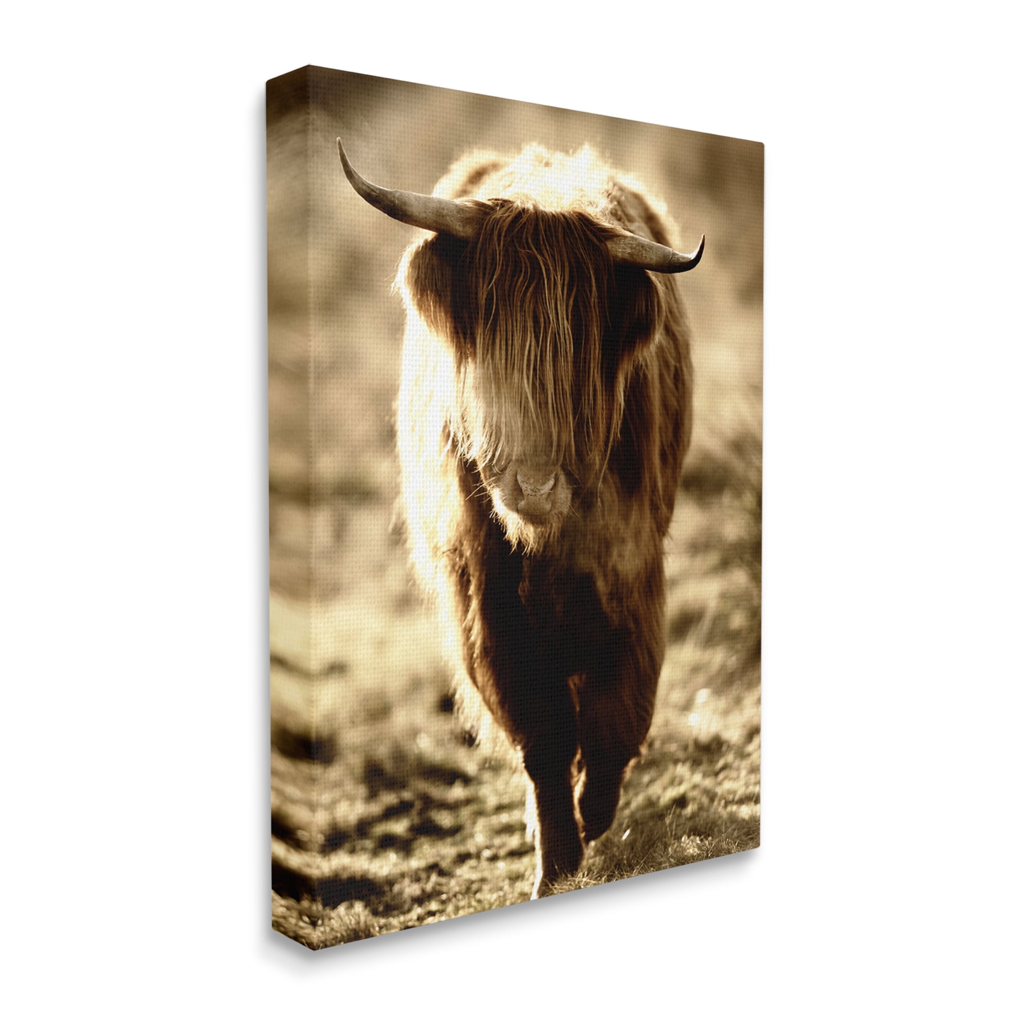 Stupell Industries Sunlit Highland Longhorn Cattle Wandering Rural Countryside Photograph Gallery Wrapped Canvas Print Wall Art, Design by James Dobson