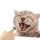 thumbnail image 3 of 2x Cepillo de Suave para Mascotas, Perro, , Gato, , Cepillo de Limpieza para El atención, 3 of 7