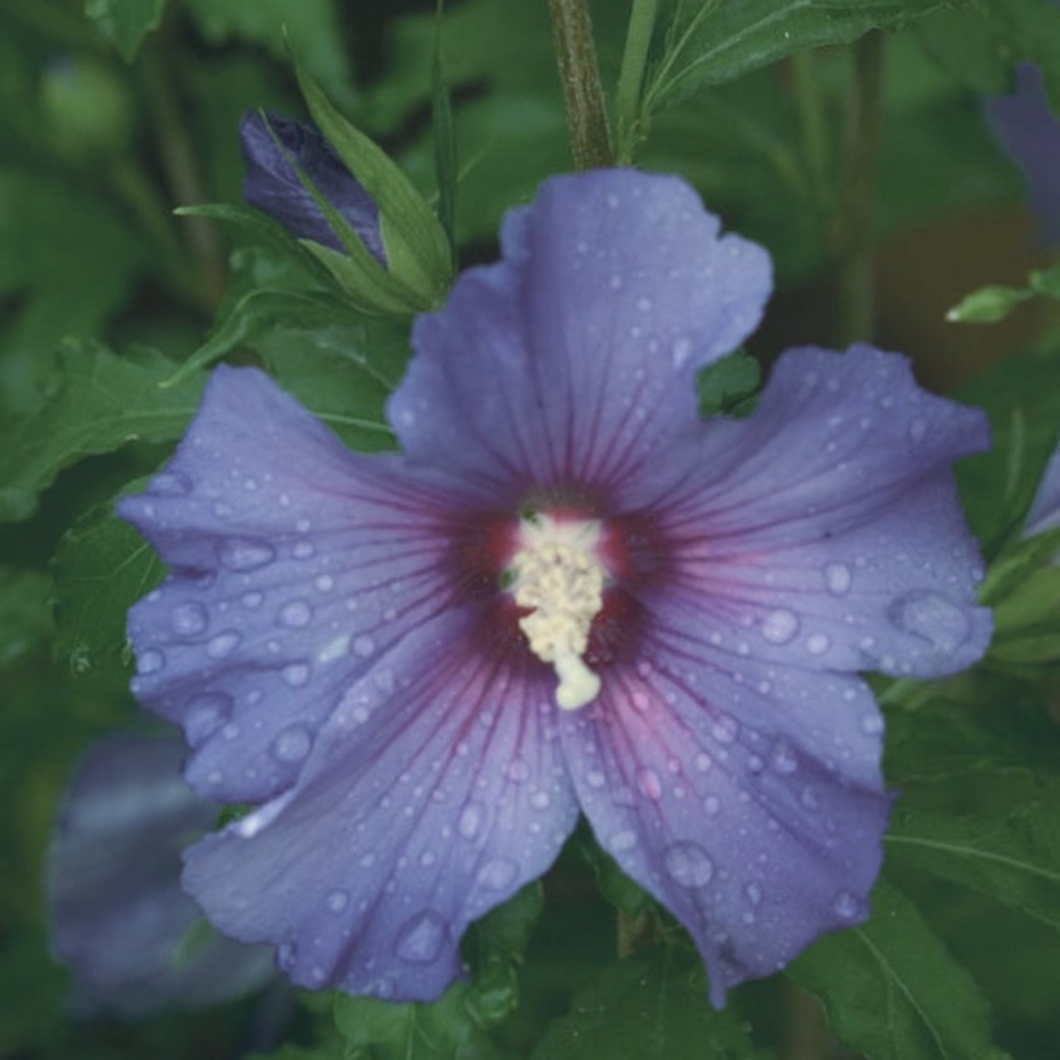 Proven Winners ColorChoice 5" Azurri Blue Satin Rose of Sharon Live Plant in 4.5" Pot (4 Count)
