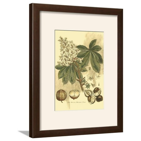 Antique Horse Chestnut Tree Framed Art Print Wall Art - 14x18