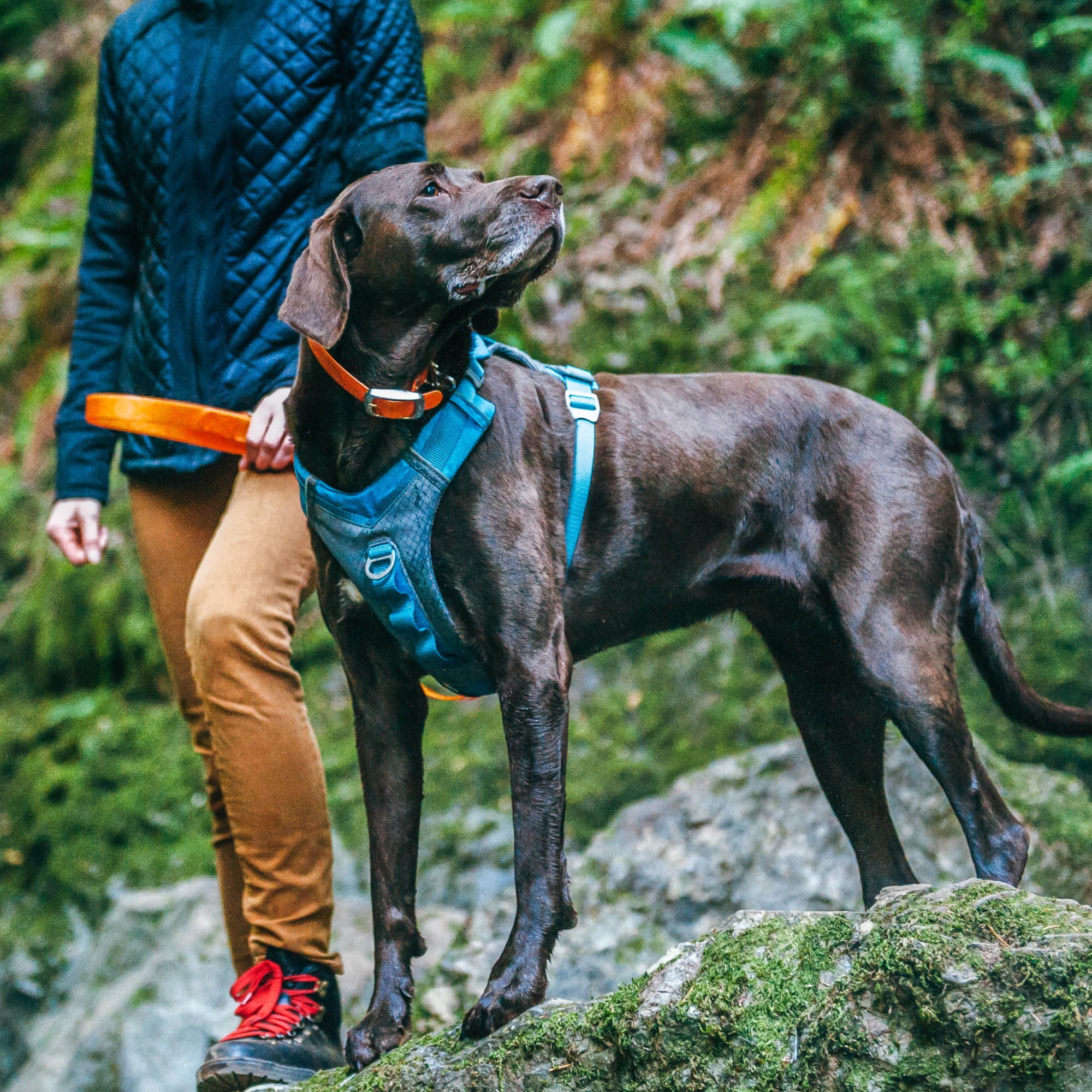 Kurgo Journey Air Dog Harness, for Running & Walking, Reflective, No Pull Front Clip, Blue, Lg