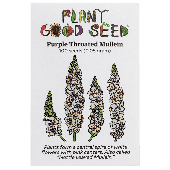 Plant Good Seed Purple Throated Mullein Seeds for Planting: Full Sun Biennial Beneficial Insect Pollinator