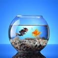 thumbnail image 4 of TRKIYQC Colgante Flotante de Buzo de Dibujos Animados, Decoraciones para Tanques de Peces de Acuario Tanque de Peces Lindo Decoración del hogar Accesorios para Mascotas 7 * 3 CM TRKIYQC casual, 4 of 8