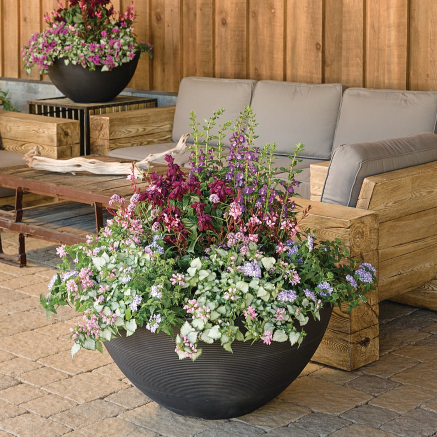 Proven Winners 5" Purple Chablis Dead Nettle Live Plant in 4.5" Pot (4 Count)