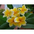 thumbnail image 6 of Nelson Plumeria Phosphorous-feeding Tropicals 5-30-5 2lb, 6 of 6