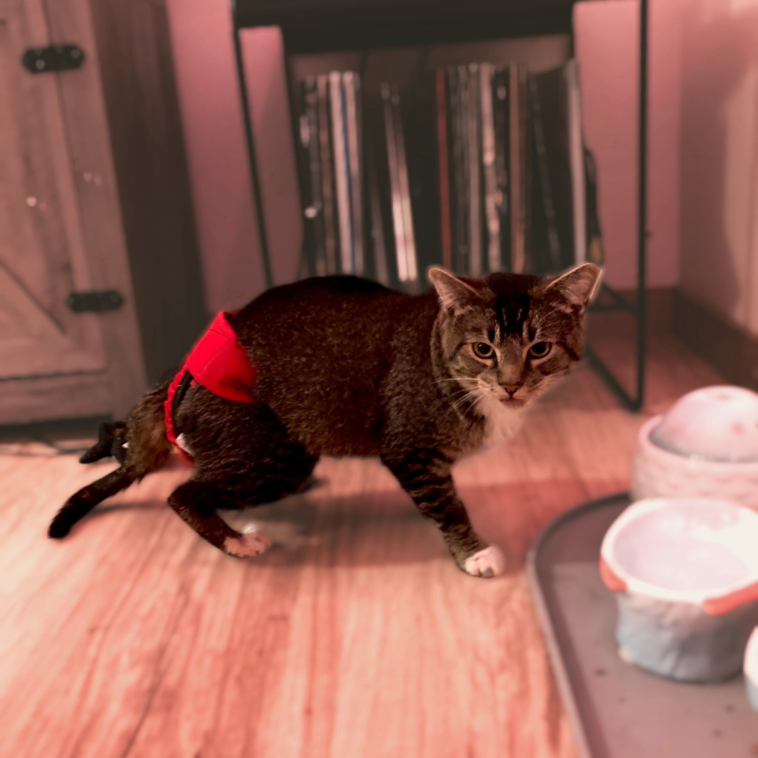 Barkertime Cherry Red Washable Cat Diaper Pull-up - Made in USA