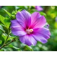 thumbnail image 4 of Purple Hibiscus Plant to Grow Easy to Grow Rooted Seedling Plants Stunning Blooming Bush One Seedling, 4 of 5