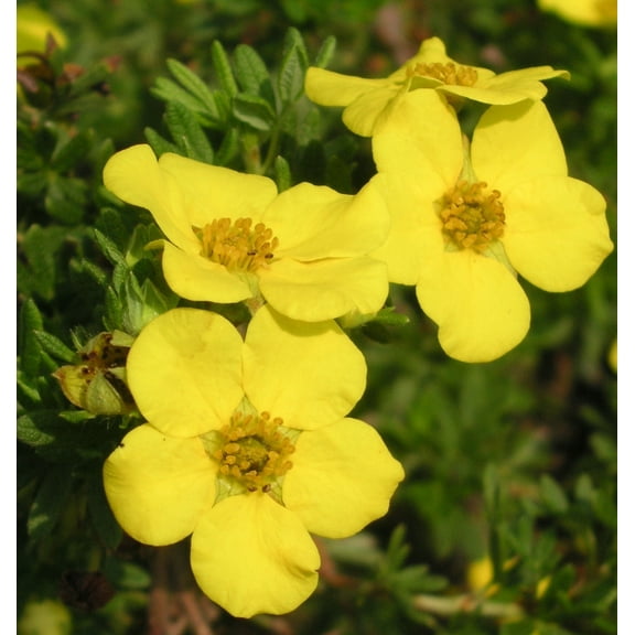 Goldfinger Potentilla - 1 Gallon Perennial