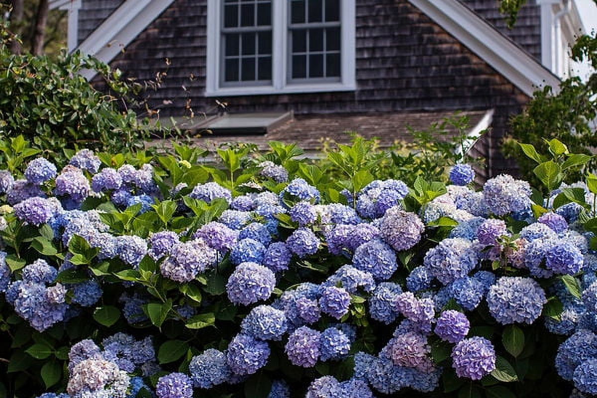 Endless Summer The Original Reblooming Hydrangea Live Shrub in 1-Gallon Grower Pot