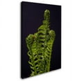 thumbnail image 2 of Trademark Fine Art "Fern Fronds Unfolding II" Canvas Art by Kurt Shaffer, 2 of 3