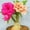 C, variant on Desert Rose, Low Maintenance - Easy Grow - Ideal for Beds Borders, Plant Pots & Planters