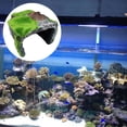 thumbnail image 3 of GROWTH TANK Nouveauté Grotte Cachette pour Reptile Décor Réservoir Matériau Résine Fournitures pour Animaux - B B, 3 of 9