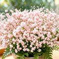thumbnail image 3 of Baby's Breath Ornamental Cultivation Pellets — Easy-to-Grow Perennial Flowering Plants for Gardens & Balconies., 3 of 7