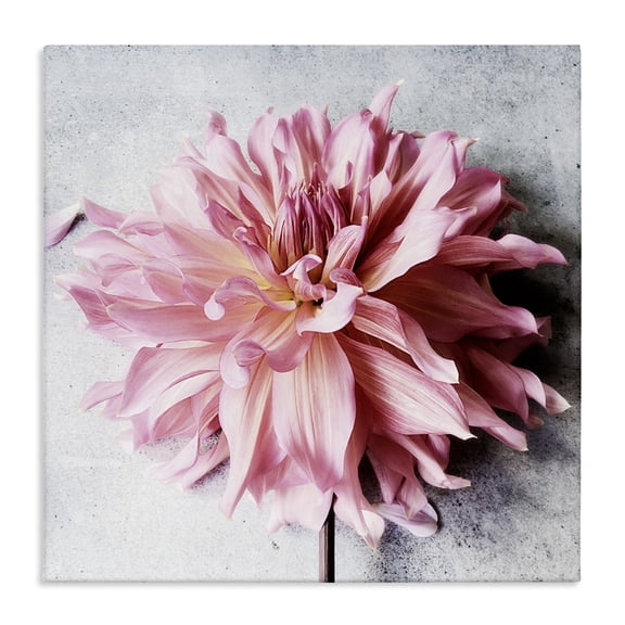 Stupell Industries Traditional Pink Floral with Curled Petals Canvas Art, 17 x 17, by Sarah Jane