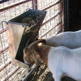 thumbnail image 6 of Little Giant Heavy-Duty Galvanized Metal 2-in-1 Goat and Sheep Feeder (3 Pack), 6 of 6