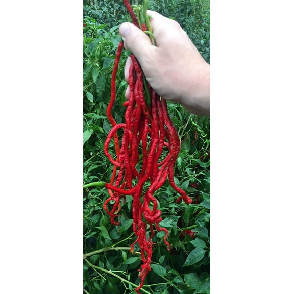 Thunder Mountain Longhorn Cayenne Heirloom Pepper AFN1Premium Seed Packet Longest Pepper in The World