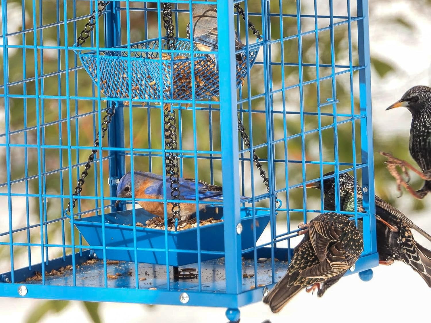 Bird Feeders for Bluebirds - Metal - Huge Caged Squirrel-proof Bird Feeders with 2 Cups, DIY Wild Bird Feeders Outdoor Hanging (Blue), Attract Small Birds, 2lbs Seed Capacity+1 Cup
