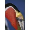 thumbnail image 2 of Morris, Arthur 17x24 Gold Ornate Wood Framed with Double Matting Museum Art Print Titled - CA, La Jolla Brown pelican in breeding plumage, 2 of 4