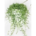 thumbnail image 2 of String of Dolphins - Live Air-Purifying Indoor Plant in Nursery Pot – Easy Care, Low Maintenance Houseplant for Home & Office Decor, Natural Air Cleaner, Best for Beginners (6"Pot, NurseryPot), 2 of 14