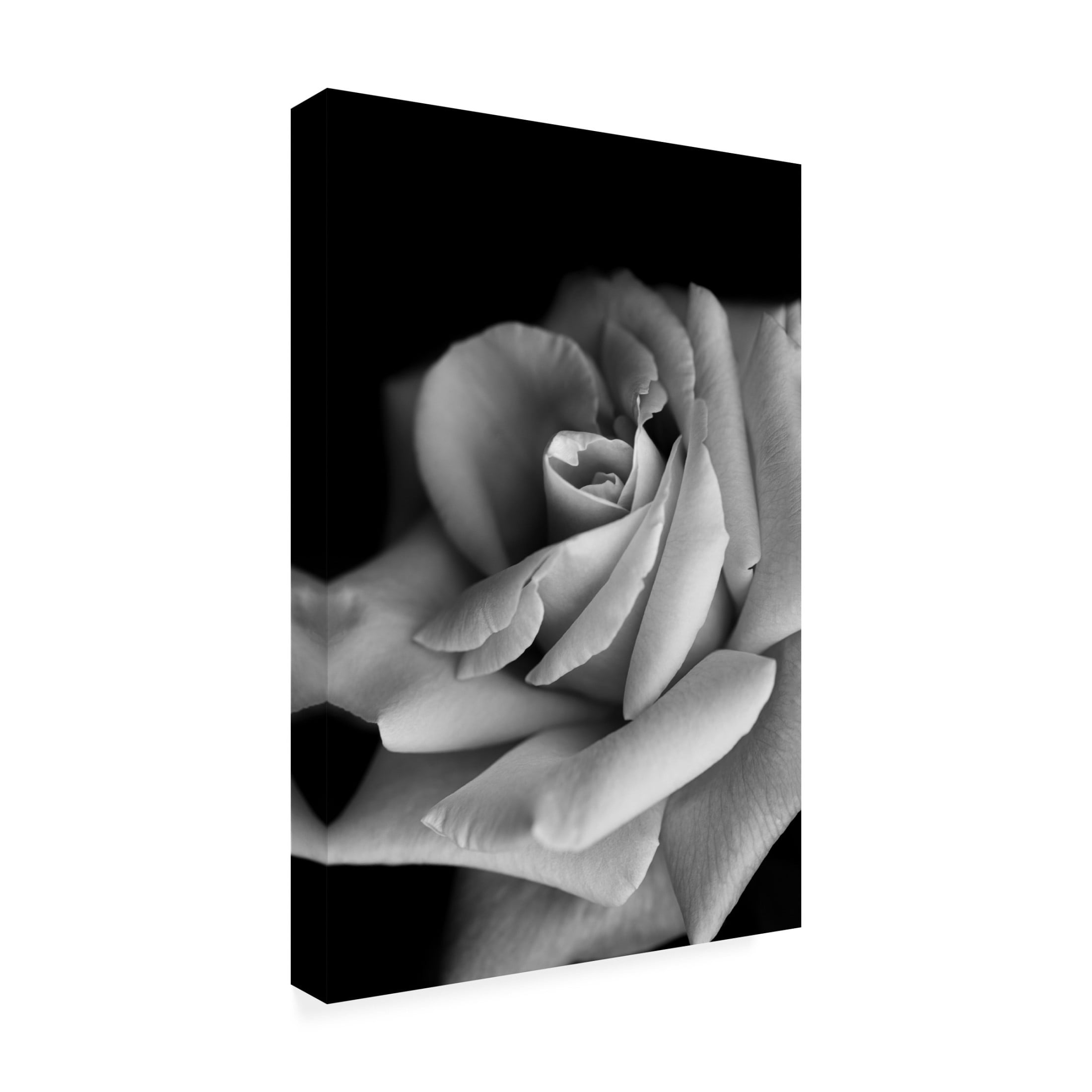 Trademark Fine Art Makihiko Hayama  Roses Canvas Wall Art