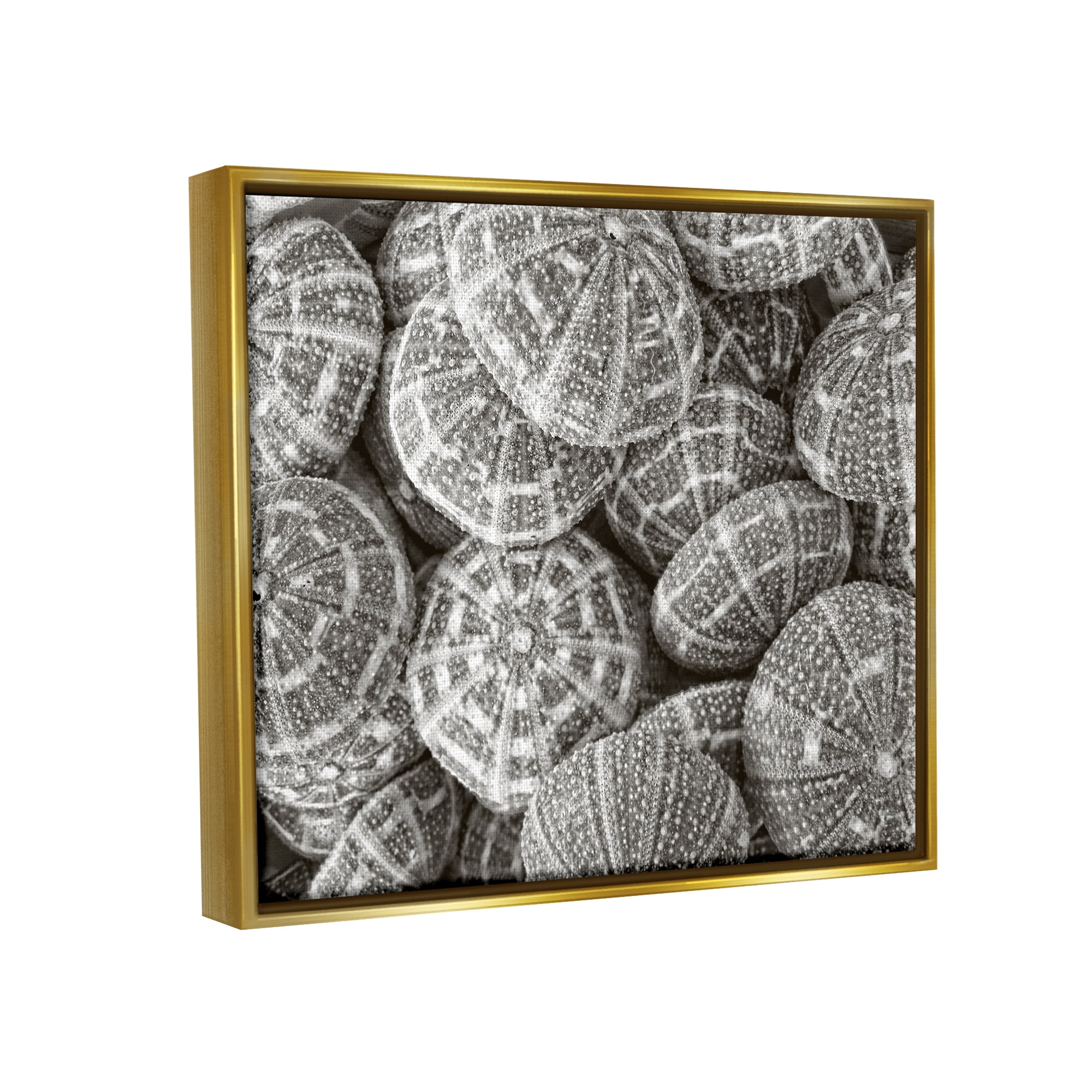 Stupell Industries Pewter Sea Urchins Photography Animals & Insects Photography Gold Floater Framed Art Print Wall Art, 31 x 25