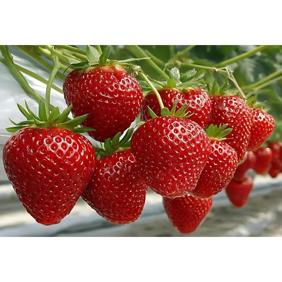 10 Ruby Charm Strawberry Plants - Fruit Very Firm, Sweet, High Yields (10 Plants)